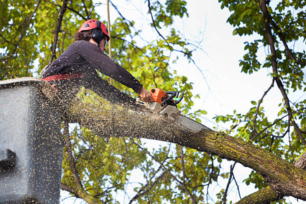 Tolleson, AZ Tree Services Company